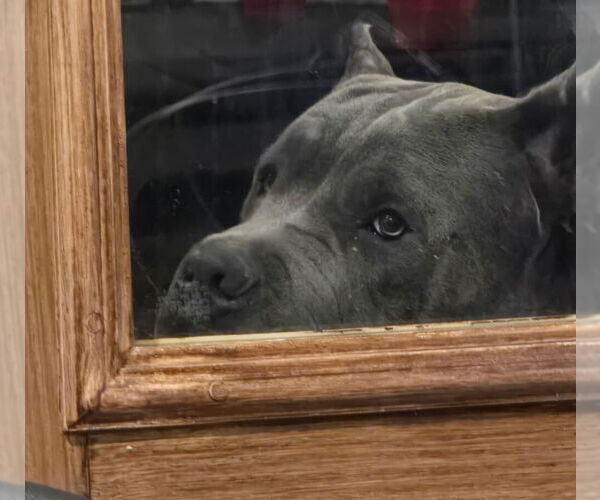 Medium Photo #14  Breeder Profile in REEVESVILLE, SC, USA