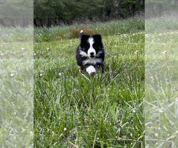 Medium Photo #19  Breeder Profile in SWANNANOA, NC, USA
