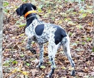 German Shorthaired Pointer Dog Breeder near CRAGFORD, AL, USA