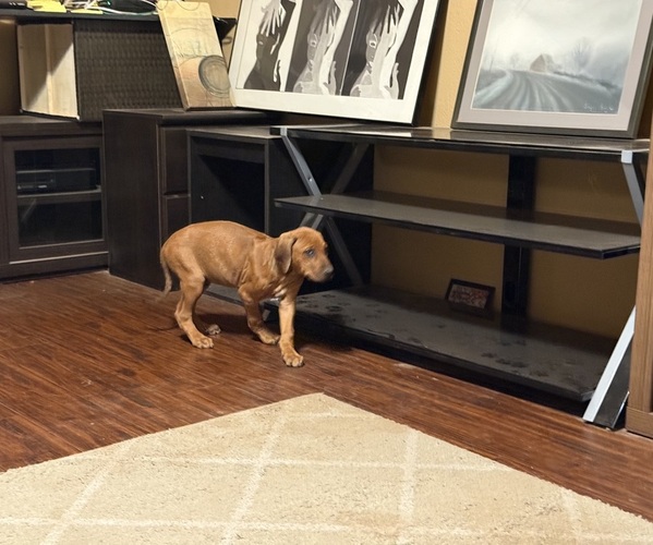 Medium Photo #4  Breeder Profile in FRESNO, CA, USA