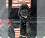 Small #15 Breeder Profile image