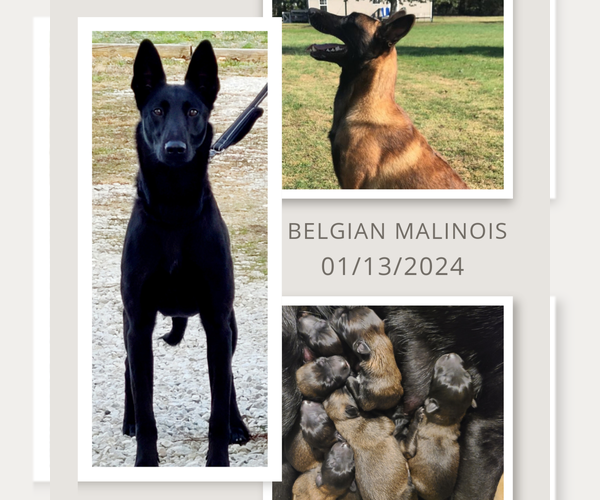 Medium Photo #1  Breeder Profile in FLAT ROCK, IL, USA