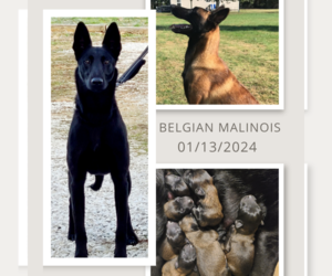 Belgian Malinois Dog Breeder near FLAT ROCK, IL, USA