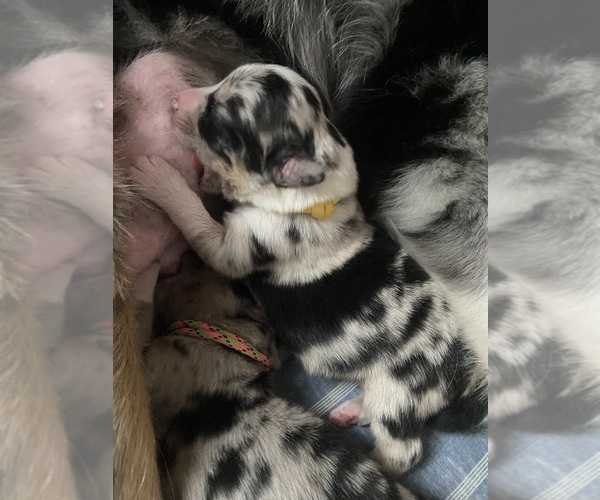 Medium Photo #5  Breeder Profile in ONAWAY, MI, USA
