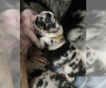 Small #4 Breeder Profile image