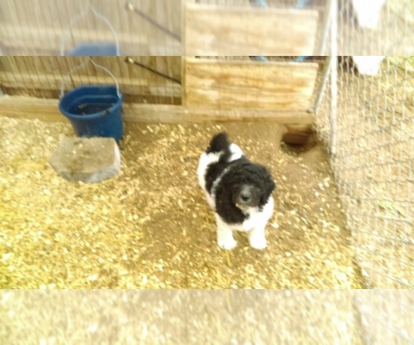 Medium Photo #1  Breeder Profile in BROCKTON, MA, USA
