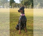 Small #2 Breeder Profile image