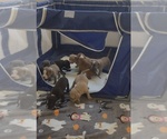 Small #1 Breeder Profile image
