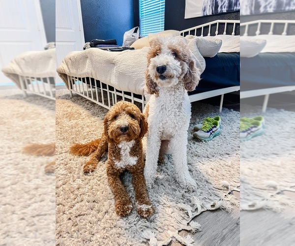 Medium Photo #1  Breeder Profile in AUSTIN, TX, USA
