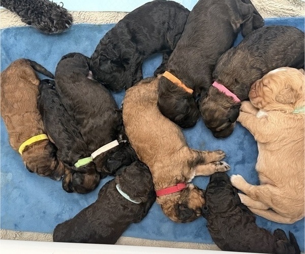 Medium Photo #2  Breeder Profile in MOULTON, AL, USA