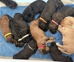 Small #1 Breeder Profile image