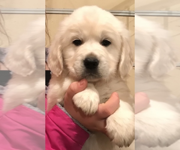 Medium Photo #1  Breeder Profile in ROSEVILLE, IL, USA