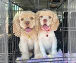 Small #44 Breeder Profile image