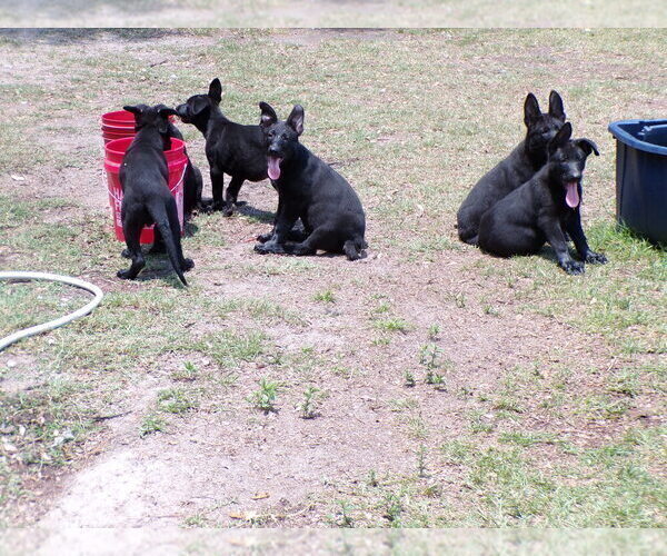 Medium Photo #5  Breeder Profile in HAMER, SC, USA