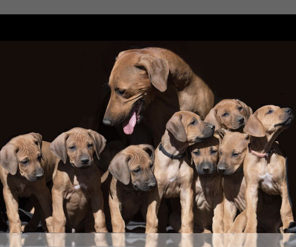 Medium Photo #1  Breeder Profile in FAIRPLAY, CO, USA