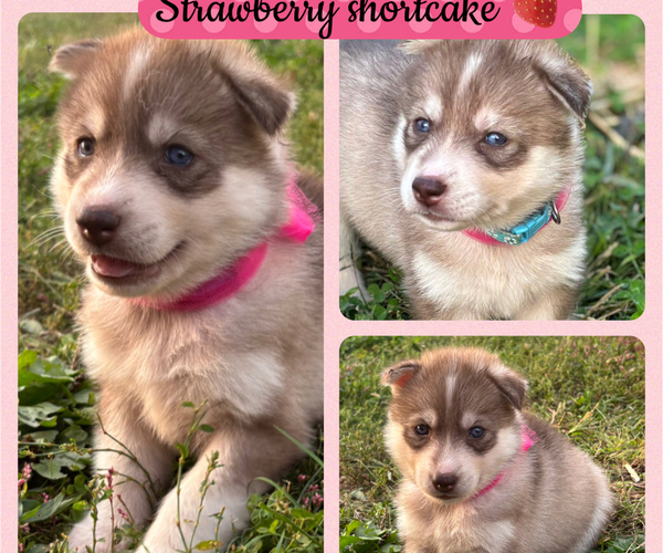 Medium Photo #3  Breeder Profile in WORTHINGTON, KY, USA