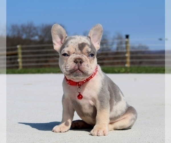Medium Photo #8  Breeder Profile in FRESNO, OH, USA