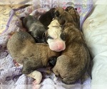 Small #48 Breeder Profile image