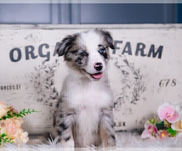 Medium Photo #37  Breeder Profile in CONWAY, MO, USA