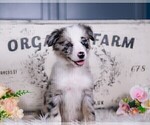 Small #36 Breeder Profile image