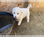 Small breeder photo