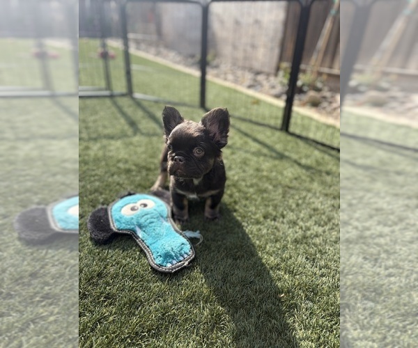 Medium Photo #4  Breeder Profile in MANTECA, CA, USA