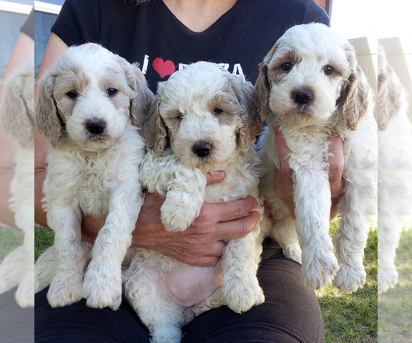 Medium Photo #8  Breeder Profile in ROY, UT, USA