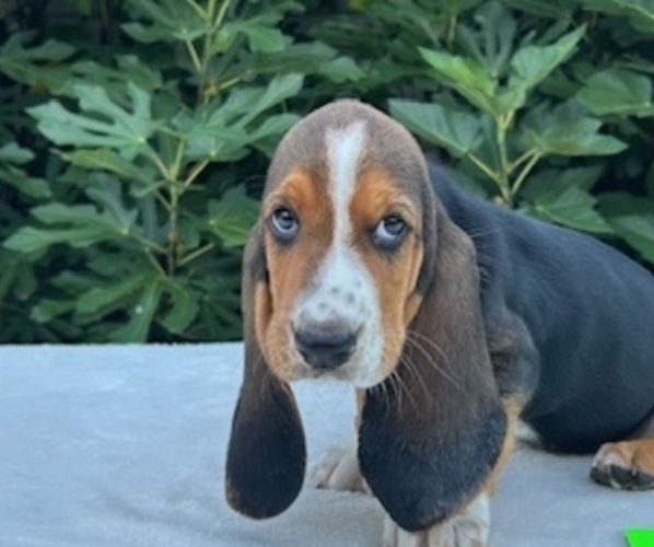 Medium Photo #1  Breeder Profile in NEW BOSTON, TX, USA