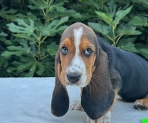 Basset Hound Dog Breeder near NEW BOSTON, TX, USA
