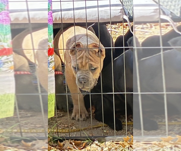 Medium Photo #12  Breeder Profile in NORMAN, OK, USA