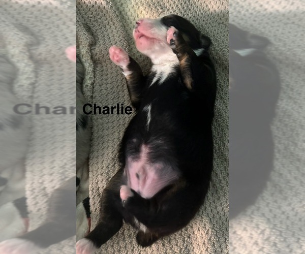 Medium Photo #12  Breeder Profile in MILLS RIVER, NC, USA