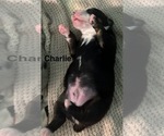 Small #11 Breeder Profile image