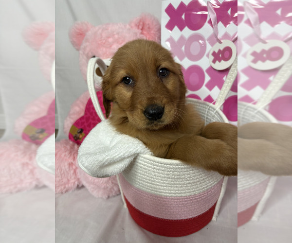 Medium Photo #7  Breeder Profile in ORLANDO, FL, USA