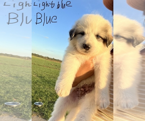 Medium Photo #3  Breeder Profile in FRANKLINTON, LA, USA