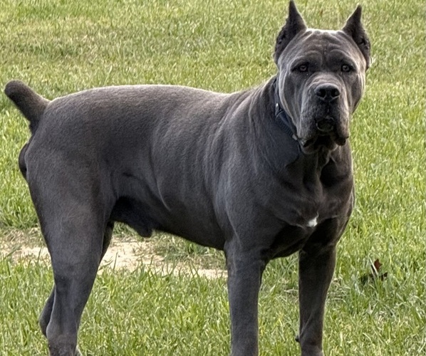 Medium Photo #30  Breeder Profile in DAYTON, TX, USA