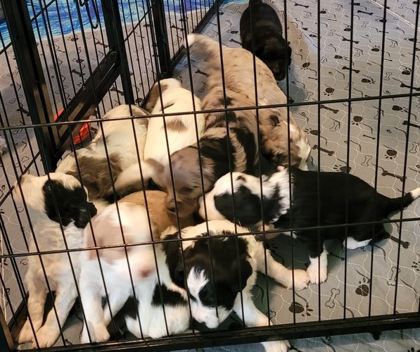 Medium Photo #7  Breeder Profile in PASCO, WA, USA