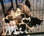 Small #6 Breeder Profile image