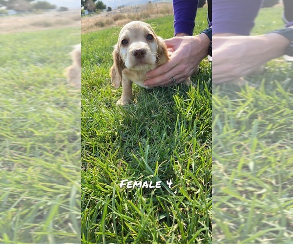 Medium Photo #1  Breeder Profile in ELKO, NV, USA