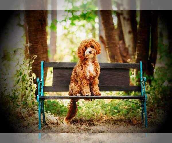 Medium Photo #1  Breeder Profile in SPOKANE, WA, USA