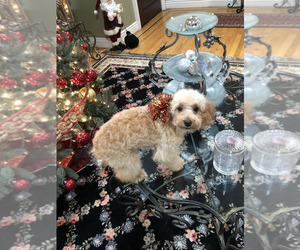 Poodle (Toy) Dog Breeder near E PALO ALTO, CA, USA