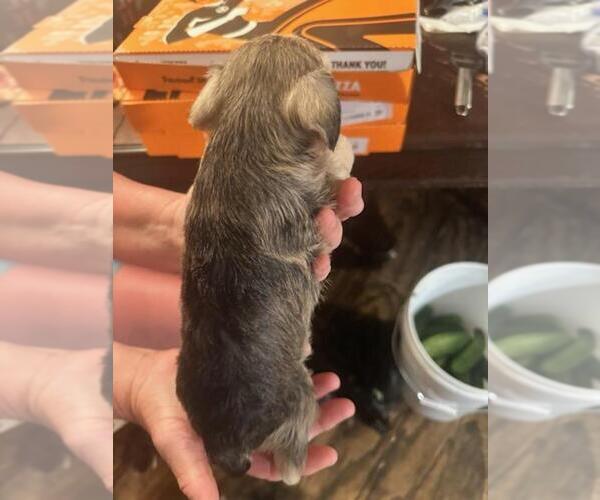 Medium Photo #11  Breeder Profile in OCILLA, GA, USA