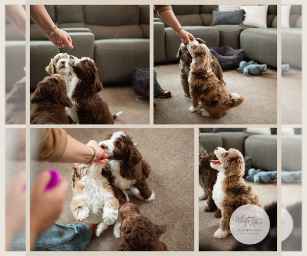 Medium Photo #1  Breeder Profile in SHIOCTON, WI, USA