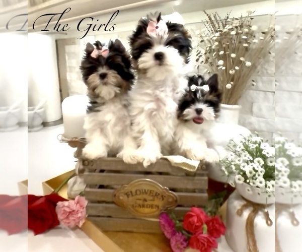 Medium Photo #10  Breeder Profile in PLANO, TX, USA