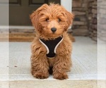 Small #9 Breeder Profile image