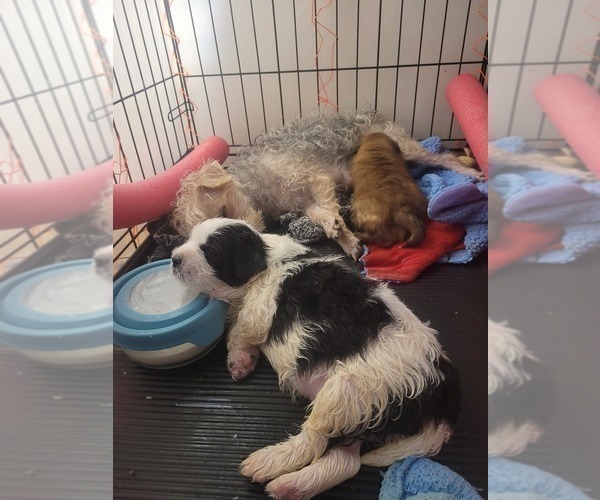 Medium Photo #32  Breeder Profile in AKRON, OH, USA