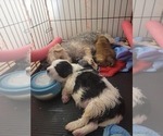 Small #31 Breeder Profile image