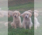 Small #1 Breeder Profile image