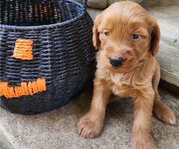 Medium Photo #4  Breeder Profile in WACO, TX, USA