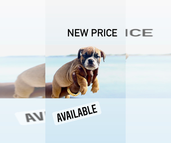 Medium Photo #1  Breeder Profile in NEW ORLEANS, LA, USA
