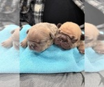 Small #25 Breeder Profile image